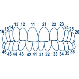 1.910 Матрицы контурные лавсановые закрытые "Колпачки" для фронтальных зубов (64 шт) ТОР ВМ