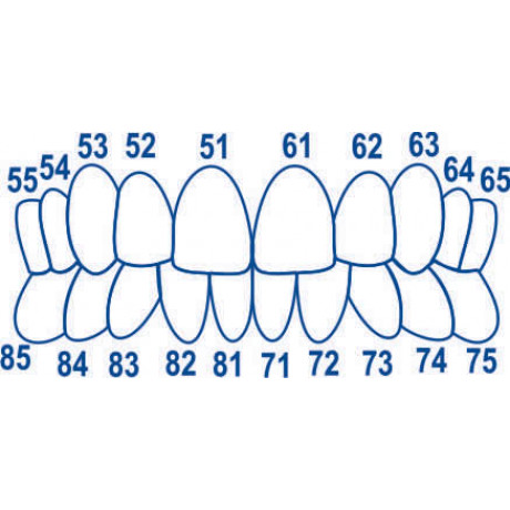 1.912 Матрицы контурные лавсановые закрытые "колпачки" для детских зубов (64 шт) ТОР ВМ